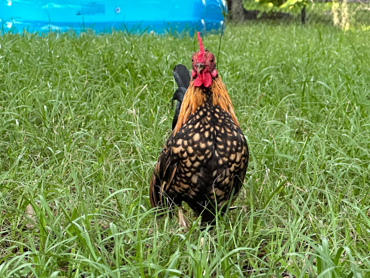 Kiki Riki Hatching Eggs