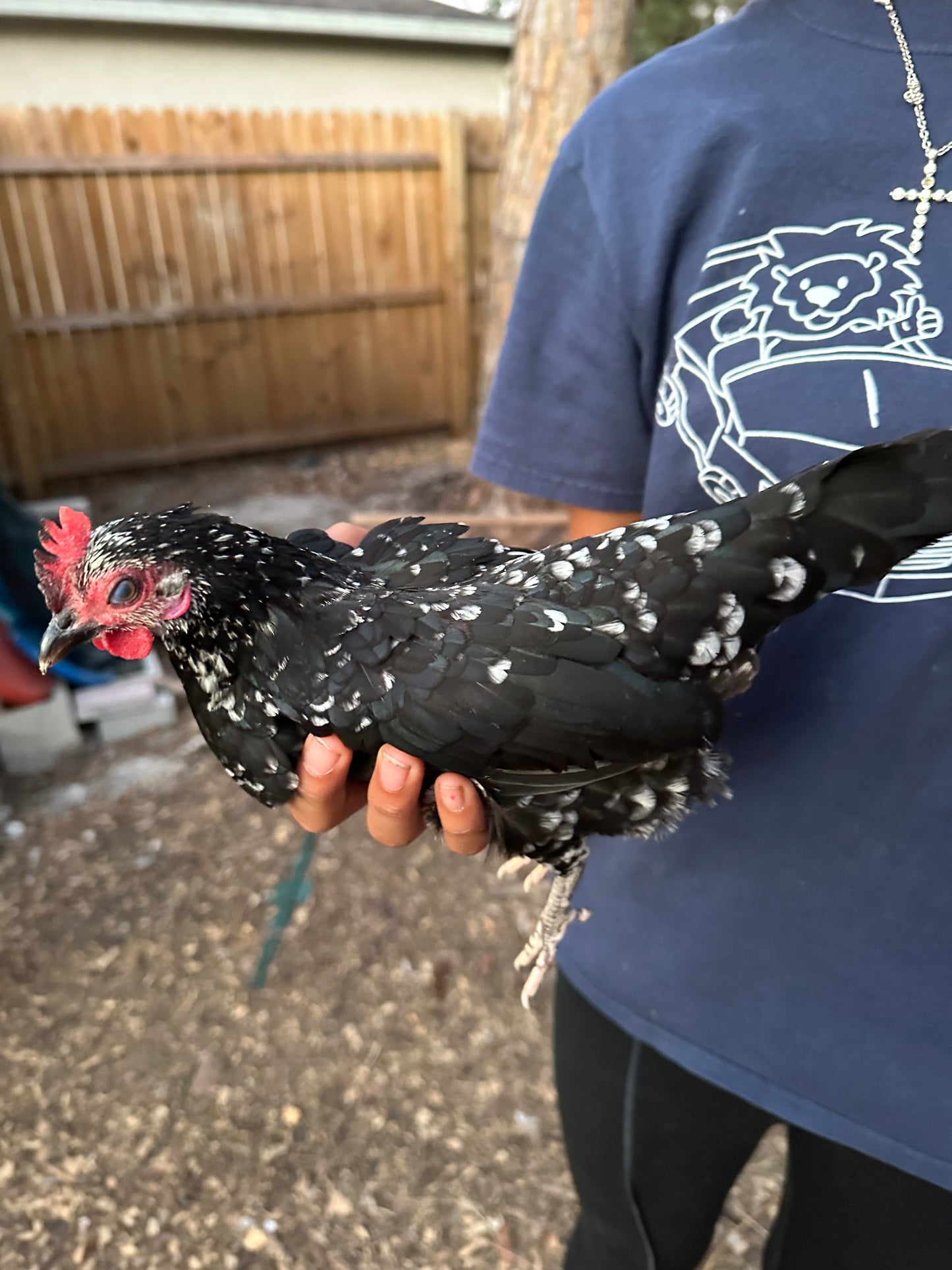 Kiki Riki Hatching Eggs