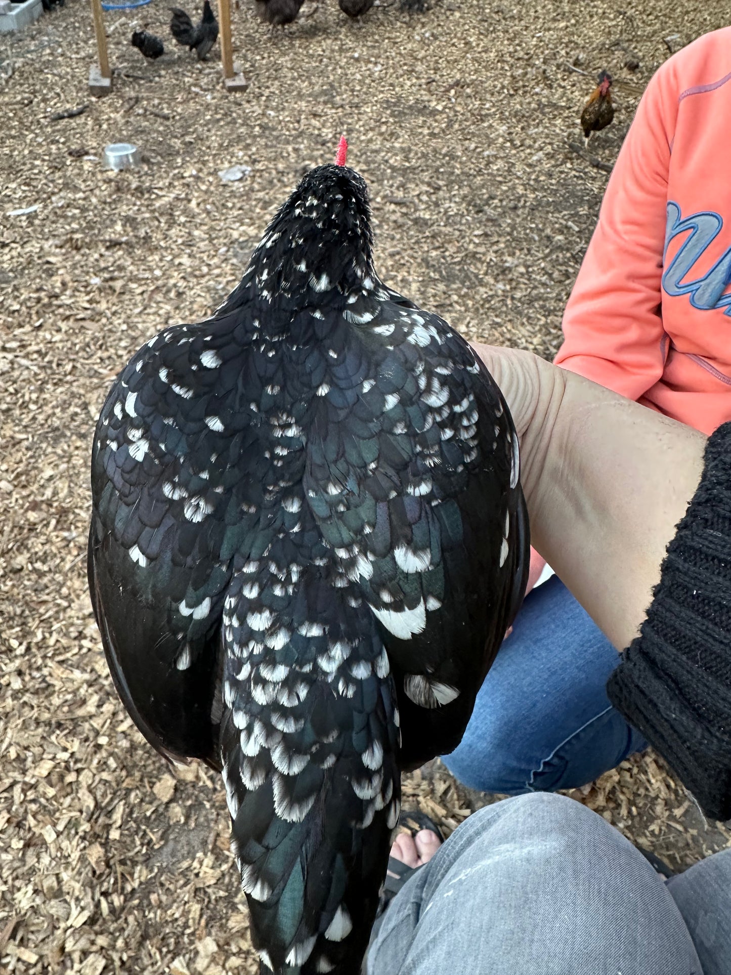 Kiki Riki Hatching Eggs