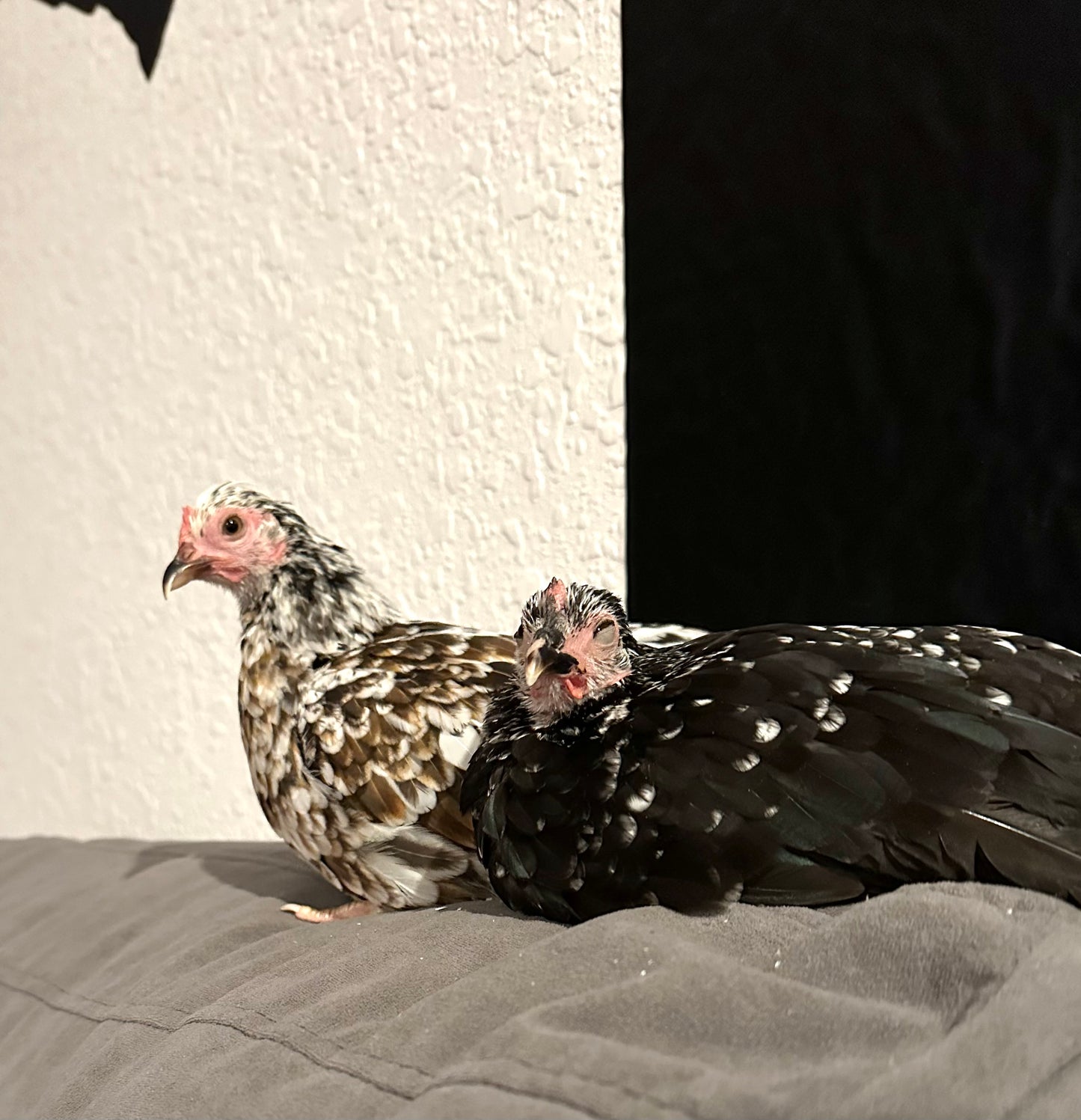 Kiki Riki Hatching Eggs