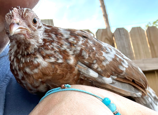 Kiki Riki Hatching Eggs